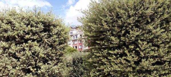 Refugios Climáticos Barcelona - Turó Parc: jardines y estanques en Barcelona - Servicios de reformas de terrazas Barcelona - plantas en maceta para terrazas Barcelona