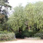Refugios Climáticos Barcelona - Turó Parc: jardines y estanques en Barcelona - Servicios de reformas de terrazas Barcelona - plantas en maceta para terrazas Barcelona
