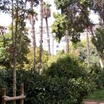 Palmeras Refugios Climáticos Barcelona - Turó Parc: jardines y estanques en Barcelona - Servicios de reformas de terrazas Barcelona - plantas en maceta para terrazas Barcelona