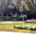 Estanque de agua :: Refugios Climáticos Barcelona - Turó Parc: jardines y estanques en Barcelona - Servicios de reformas de terrazas Barcelona - plantas en maceta para terrazas Barcelona