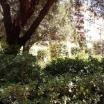 Refugios Climáticos Barcelona - Turó Parc: jardines y estanques en Barcelona - Servicios de reformas de terrazas Barcelona - plantas en maceta para terrazas Barcelona